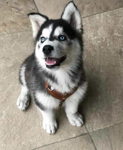 Cachorros Husky Siberiano 