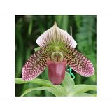 Muda De Orquídea Sapatinho Paphiopedilum Rara Importada 15cm