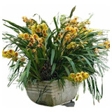 Matas Grande De Orquídea Cymbidium Súper Aromáticas 