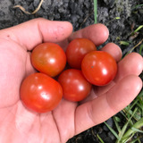 30 Semillas Tomate Cherry Orgánico 