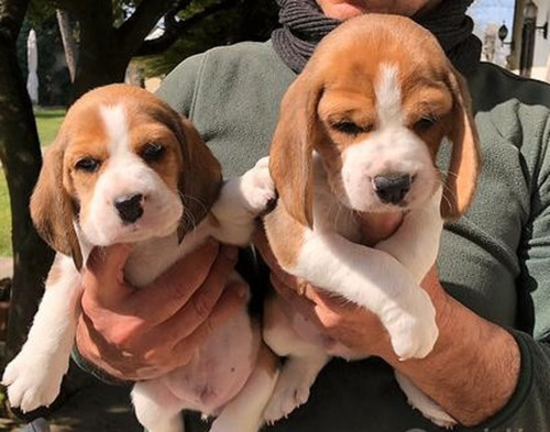 Beagles Cachorros 