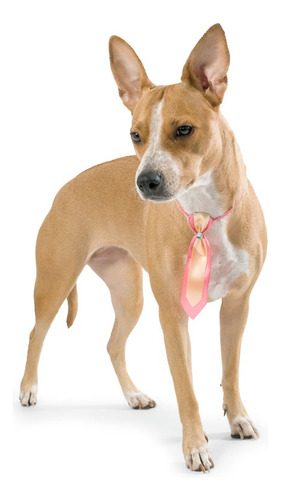 Collar Corbata Perro Pack X10 Kaspet