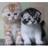 Filhotes De Scottish Fold