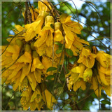 Semillas De Pelu, Sophora Cassioides. Árbol Gran Floración.