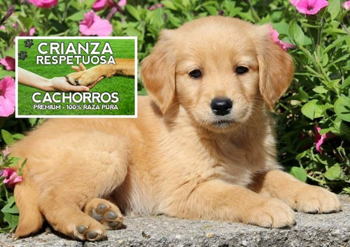 Cachorros Golden Puros 100% + Kit De Llegada A Casa Gratis