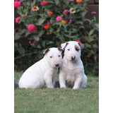 Bull Terrier Top Pedigre990577309