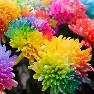 50 Semillas De Flor De Crisantemo Arcoíris