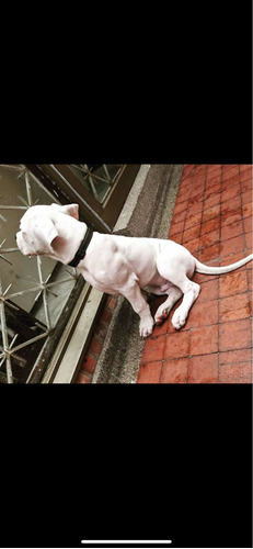 Dogo Argentino