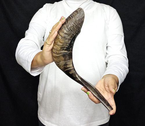 Shofar +base---carnero- Judio -44.7cm- Kosher (#249)