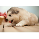 Perros Alaskan Malamute Disponibles Puppy Pet Cachorros
