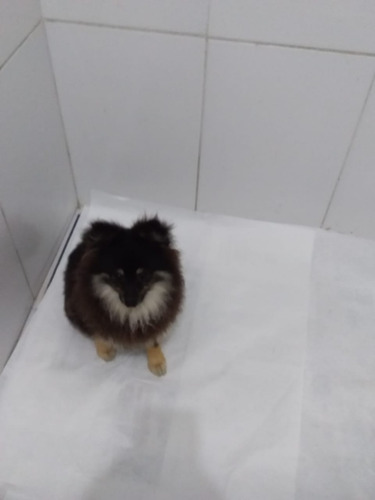 Spitz Alemão Macho 6 Meses Black Aceito Troca Entrego Hoje 