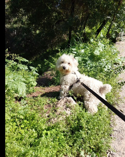 Cachorro Puddle Toy Blanco