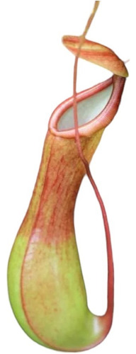 Plantas Carnívoras Nepenthes Alata 