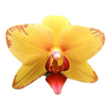 1 Unidade Orquídea Phalaenopsis Exclusiva Amarelo Forte Ouro