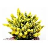 Enfeite De Silicone Soma Coral Acropora Verde E Amarela