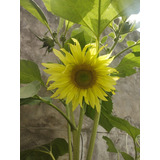 Semillas Girasol Multifloral