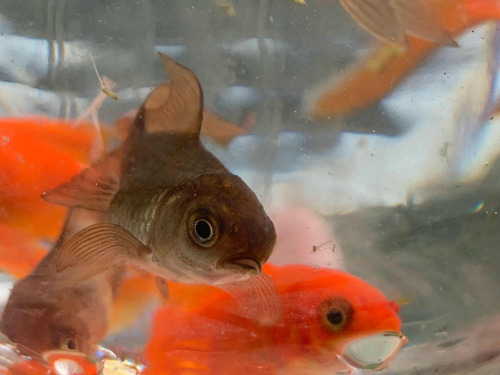 Peces Goldfish Cometa Varios Colores Y Tamaños