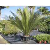 Macrozamia Johnsonii (palmera Super Exótica)  De Colección 