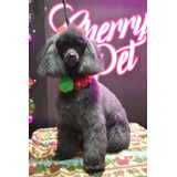 Lindos Cachorritos French Poodle Negro Azabache Extra Minis