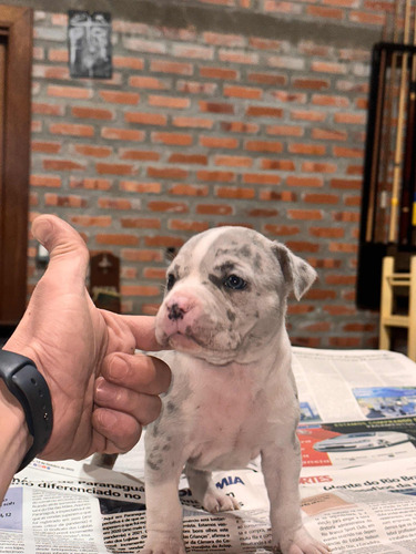 Pit Monster (american Bully Xl)