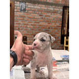 Pit Monster (american Bully Xl)