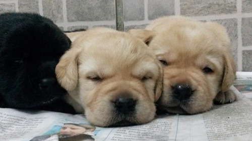 Filhotes De Labrador (canil Especializados Na Raça )