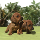 Exquisitos Cachorros Dachshund Mini, Teckel. Rm,pawsmascotas