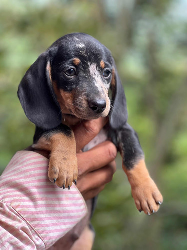 Cachorro Teckel Arlequin Exoctico De 60 Dias