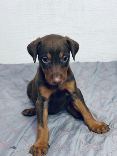 Cachorros Doberman