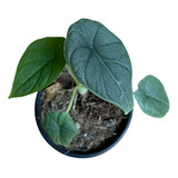 Alocasia Melo | Planta Exótica | Plantas Alocasia
