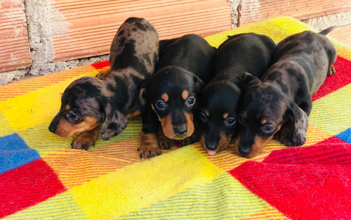 Cachorros Teckel Mascotas Rionegro Medellin Cali Bogotá