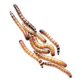 500 Uni. Larvas De Tenebrio Gigante 