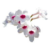 Jazmines Arbusto Trepador Blanco Perfumado 4l Z/ Floresta