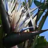 Strelitzia Nicolai/ave-do-paraíso-negra Gigante. Mudas 60cm!