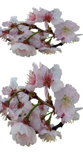 Arbolito Cerezo Japones Sakura Original Flor Sencilla