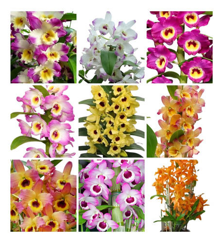 Kit 12 Mudas Orquideas Dendrobium Pre Adulta Rara