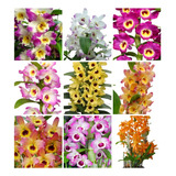 Kit 12 Mudas Orquideas Dendrobium Pre Adulta Rara