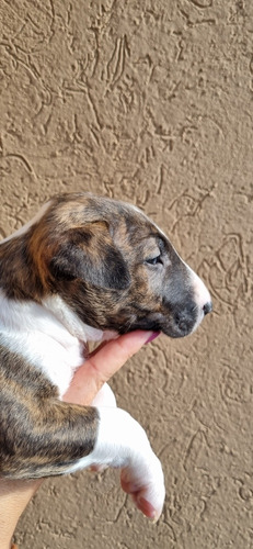 Bull Terrier De Calidad Rojas 