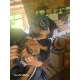 Rottweiler En Venta Cachorros