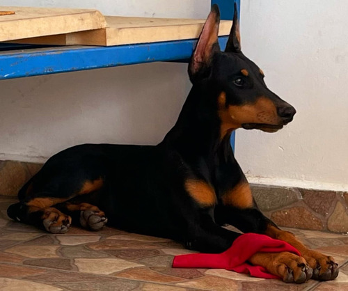 Cachorros Doberman Con Registro Internacional  30 Campeones 