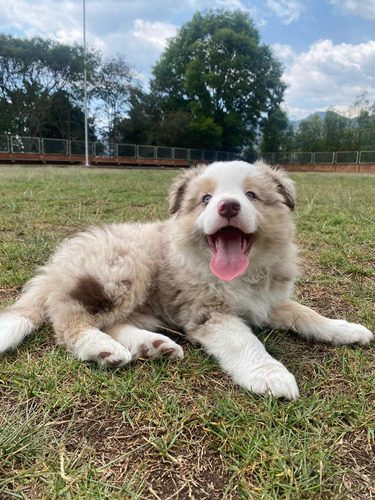 Border Collie Merle