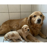 Filhote  Golden Retriever Macho