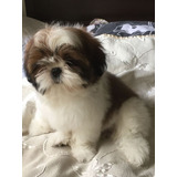 Shih Tzu Miniatura Hermosos Ejemplares