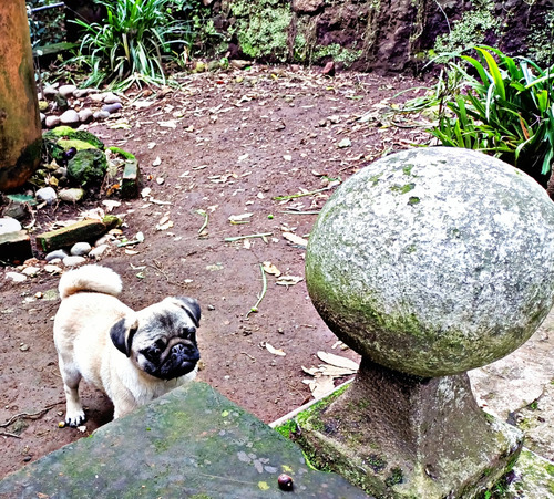 Pug Macho 4 Meses