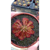 Drosera Espátulata, Sarracenia Scarlett Bell Más Peatmoss