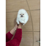 Lulu Da Pomerânia Branco Macho!