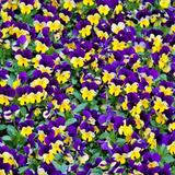 Semillas De Viola Cornuta Organicas Ideal Jardin Pensamiento