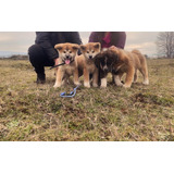 Cachorros Akita Inu