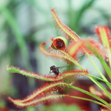 20 Sementes Carnivora Drosera Capensis Frete Rápido P/ Muda