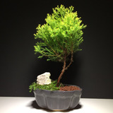 Arteenbonsai Ficus Ombu Liquidambar Arbol De La Vida Buxus